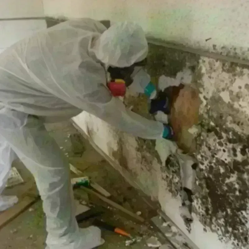 Mold Remediation and Removal in Lake Saint Louis, MO